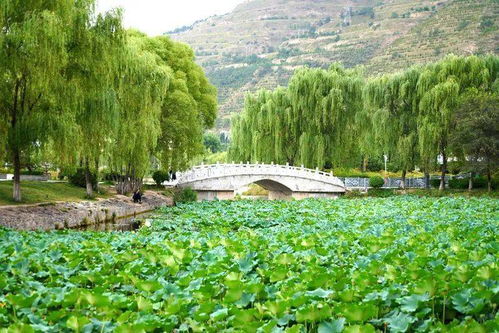 武山縣寧遠生態(tài)園 一池荷葉無窮碧 猶有清蓮醉游人 組圖